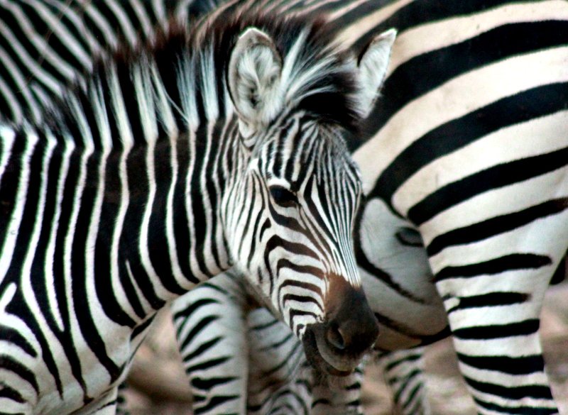 Burchell’s Zebra, Mana Pools National Park, Zimbabwe