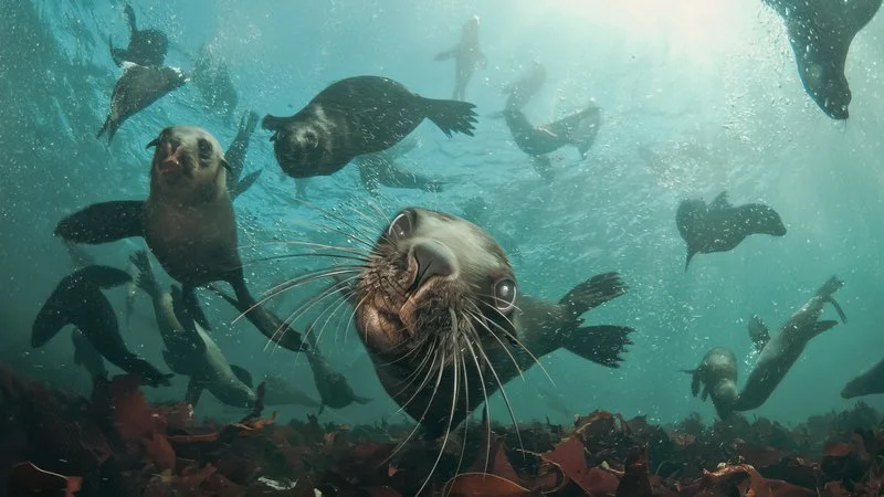 Cape Fur Seal Swimming, Cape Town, South Africa