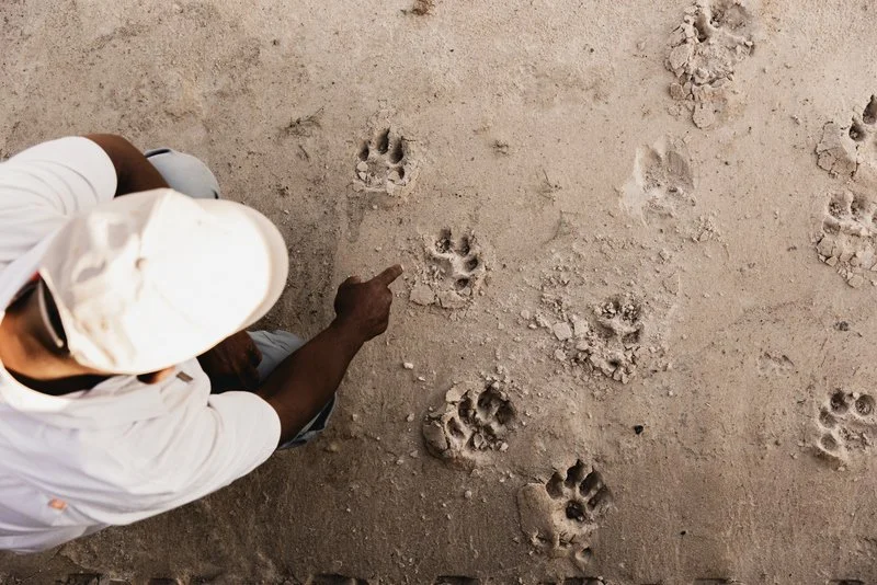 Guide identifying wildlife footprints in soft sand on a guided walk through the African bush