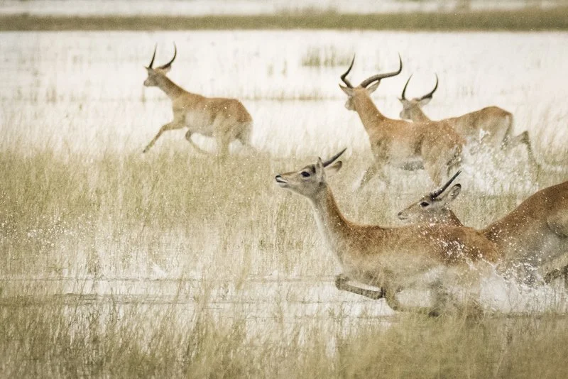 Red Lechwe, Okavango Delta, Botswana