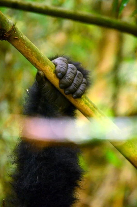 A baby mountain gorilla clings to bamboo in the lush Virunga Massif rainforest, observed on safari with African Footprints
