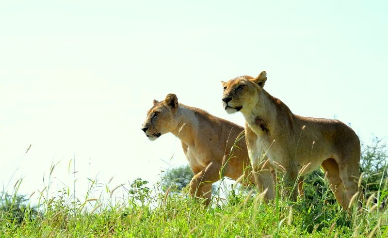 Two lionesses in Tarangire National Park, Tanzania – majestic African wildlife photography.