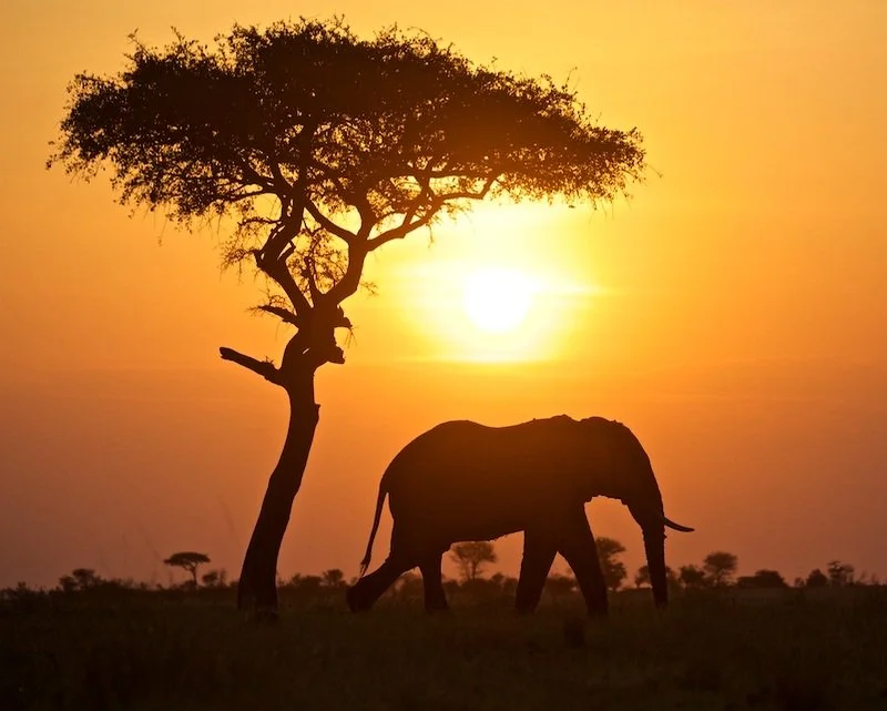 Silhouette of an elephant walking past an acacia tree against an orange sky at sunset on the northern Tanzania–Kenya Mara border
