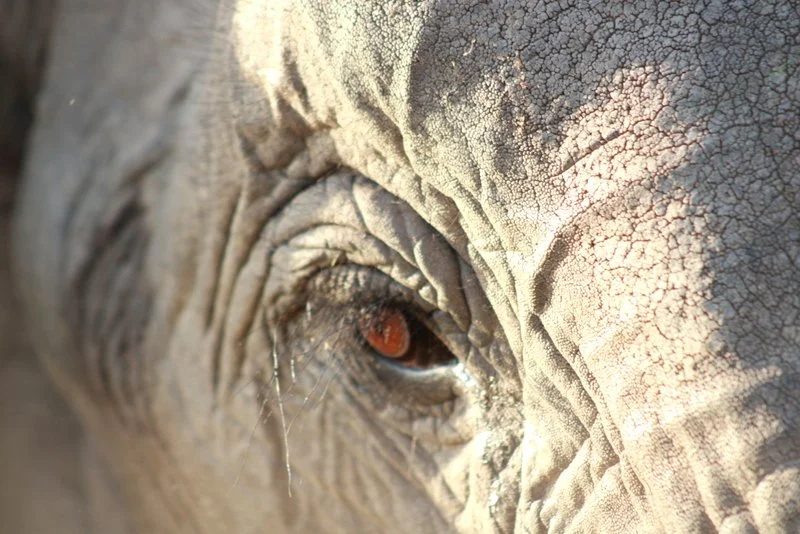 Close-up of an African Elephants eye
