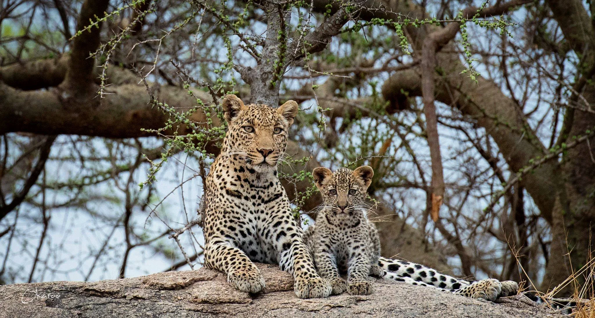 Leopard mother and cub sitting on a boulder near Kusini in the southern Serengeti, Tanzania