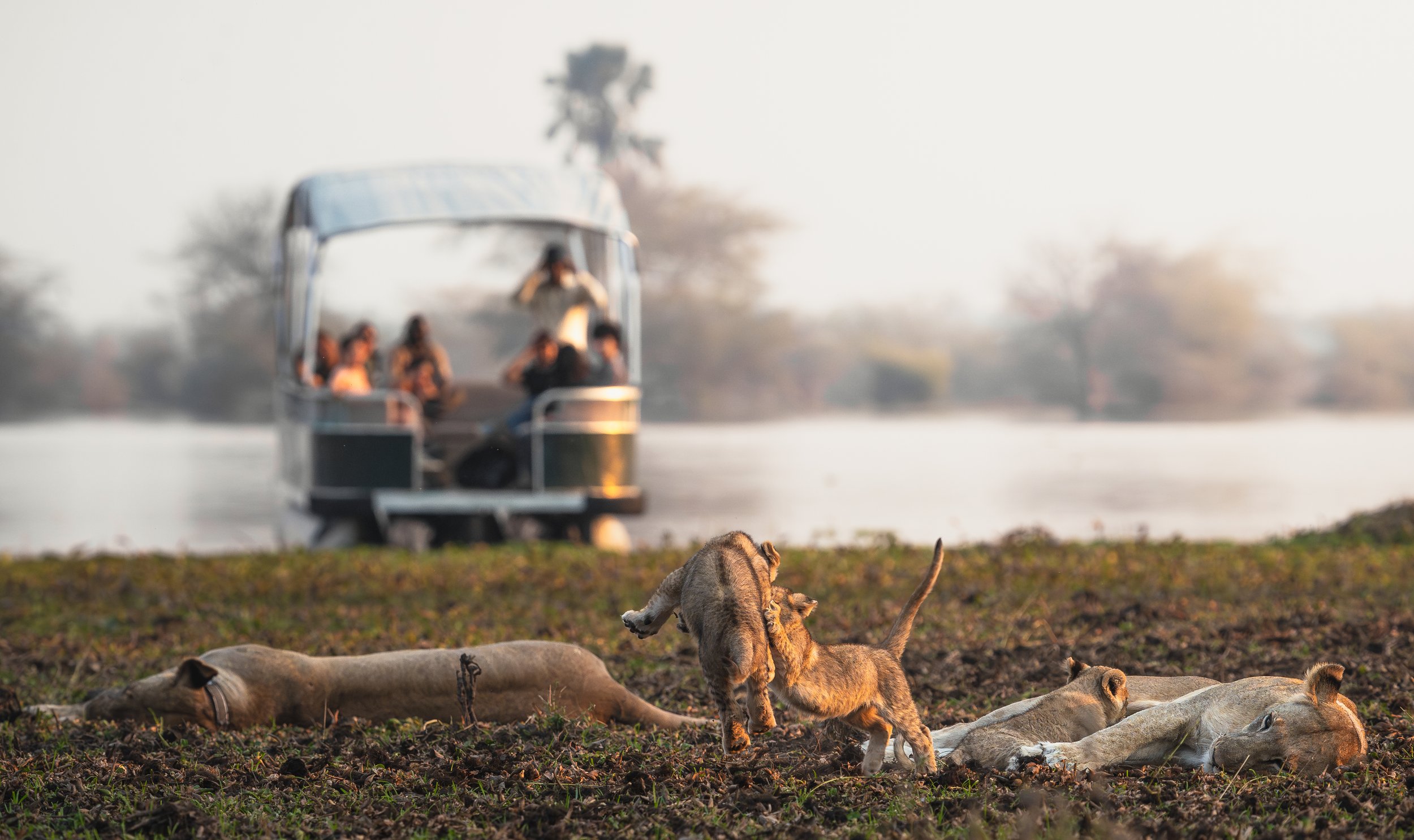 Lion family spotted from a boat on the shores of the Shire River, Liwonde National Park, Malawi.
