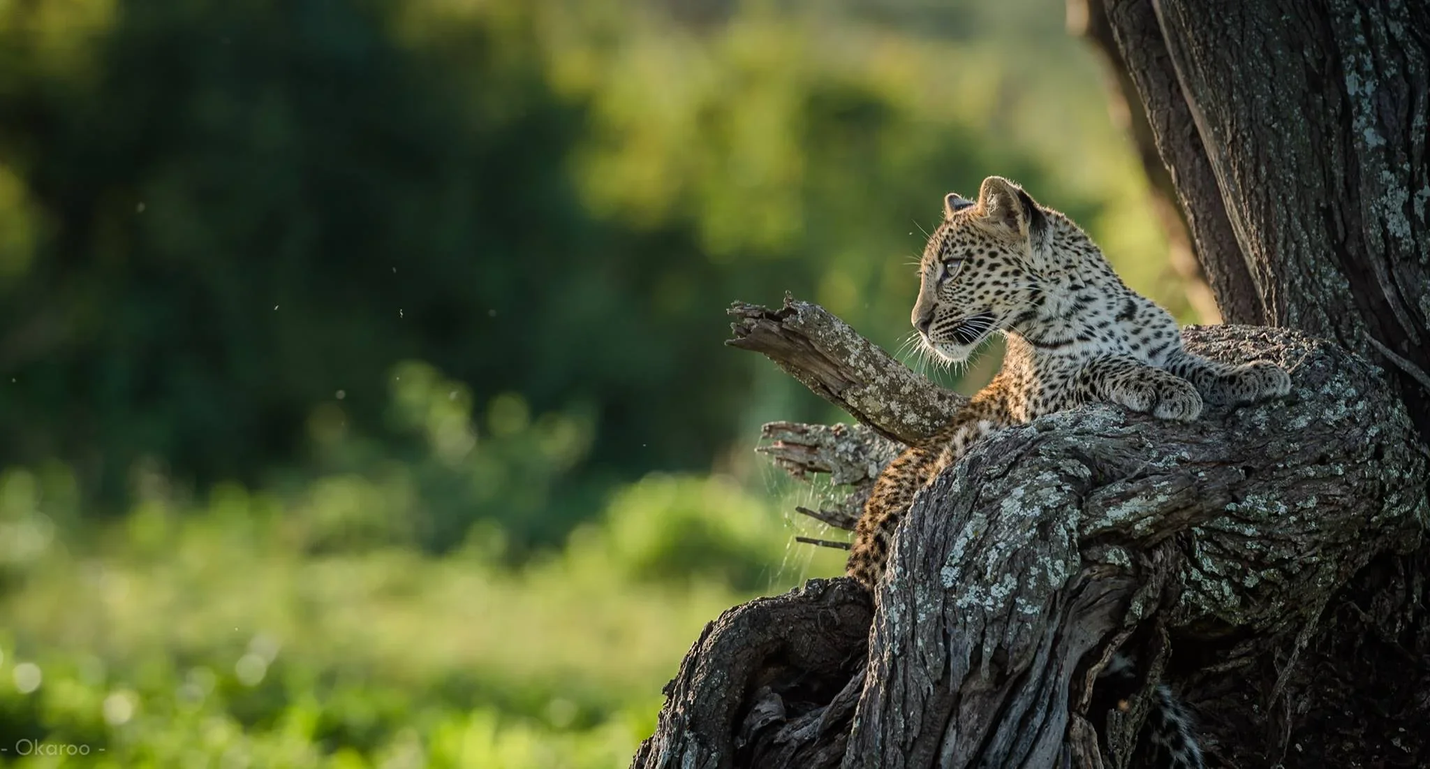 Leopard cub playing around a tree stump in Serengeti National Park, Tanzania