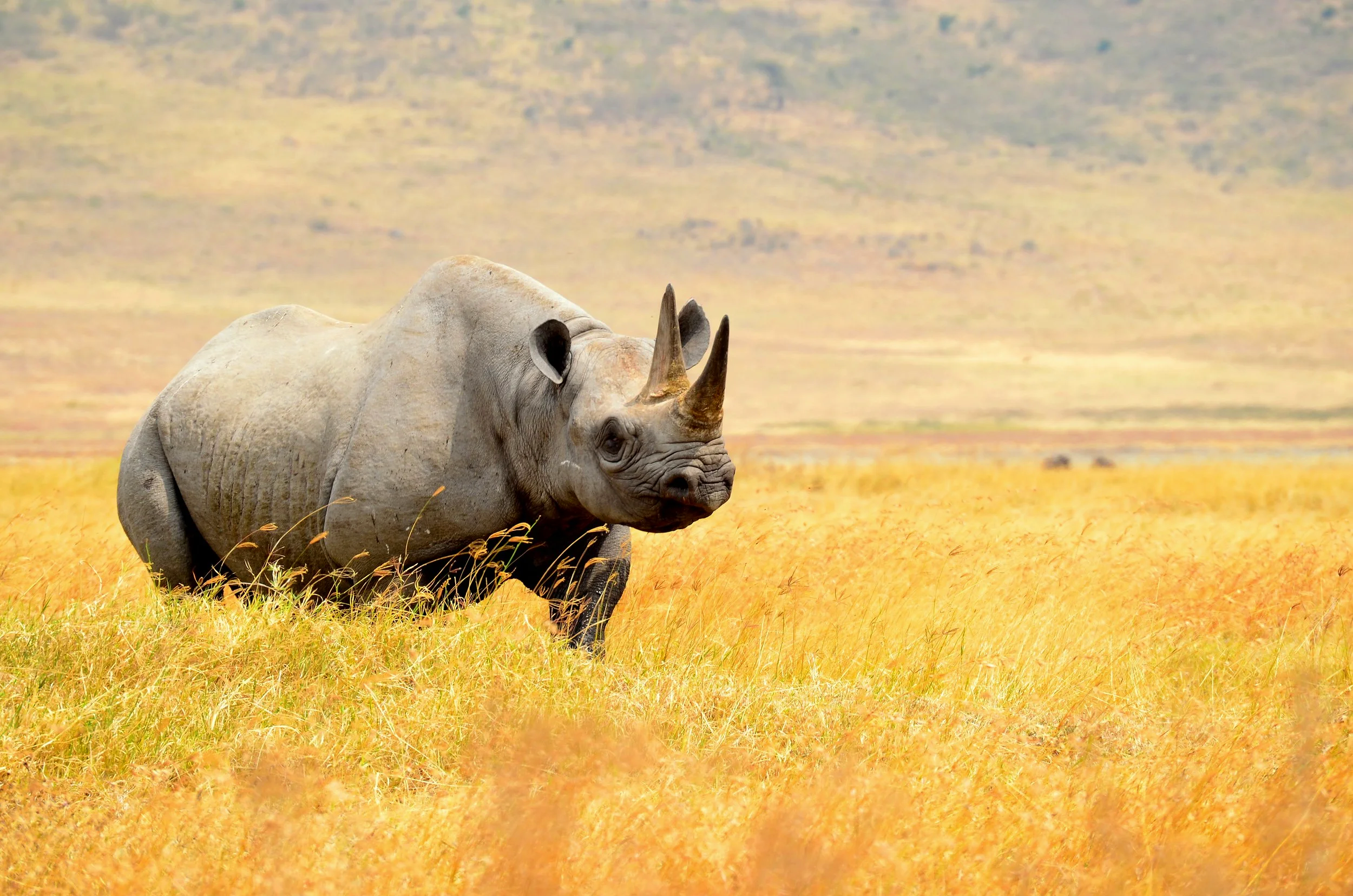 An agitated endangered black Rhinoceros on the move in the Ngorongoro Conservation Area, Tanzania