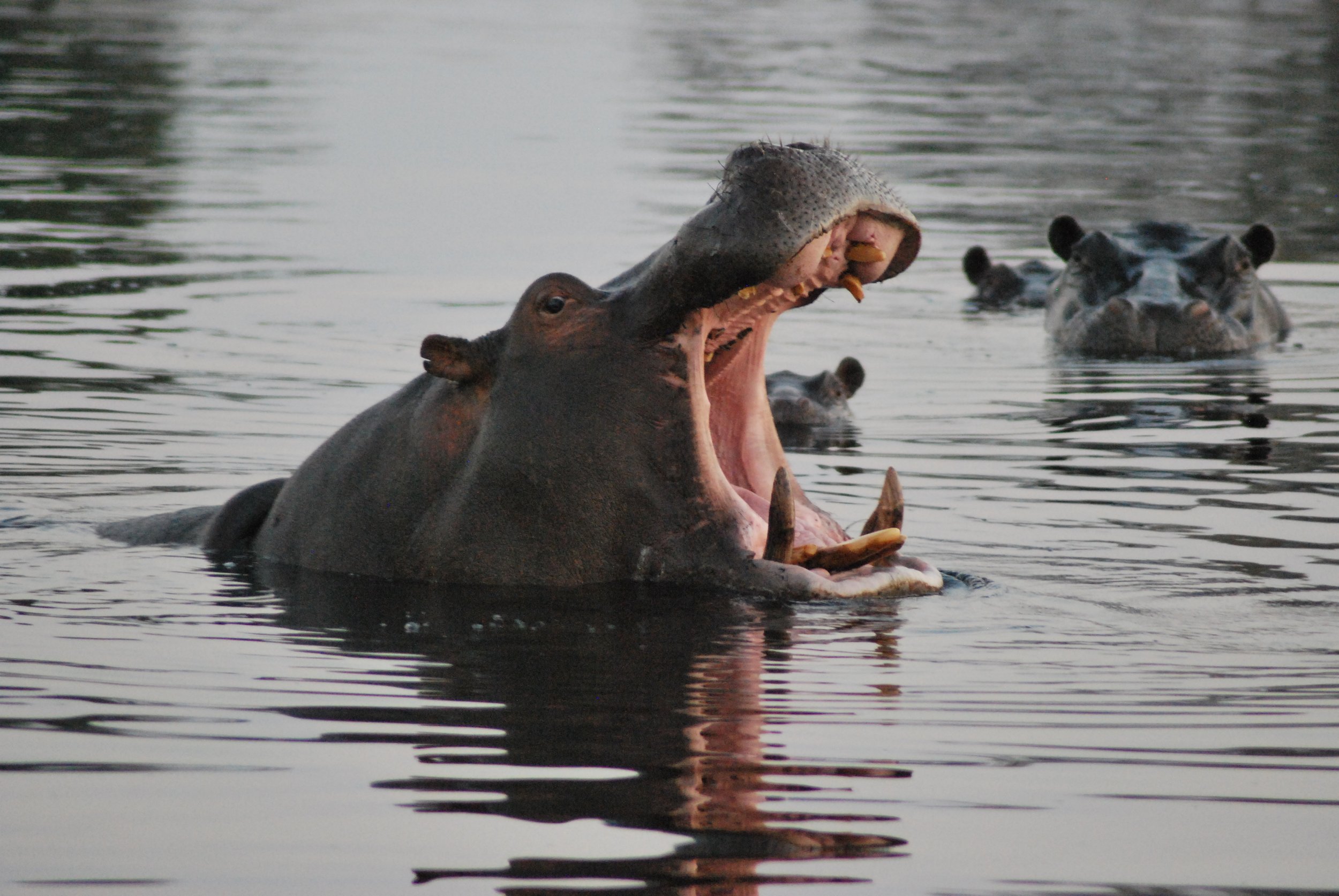 African Footprints guests witnessing a hippo’s powerful display in Savuti, Botswana