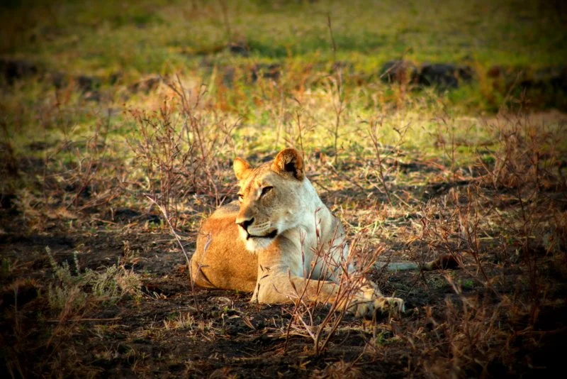 Lioness resting on the grasses of Liwonde National Park, Malawi.