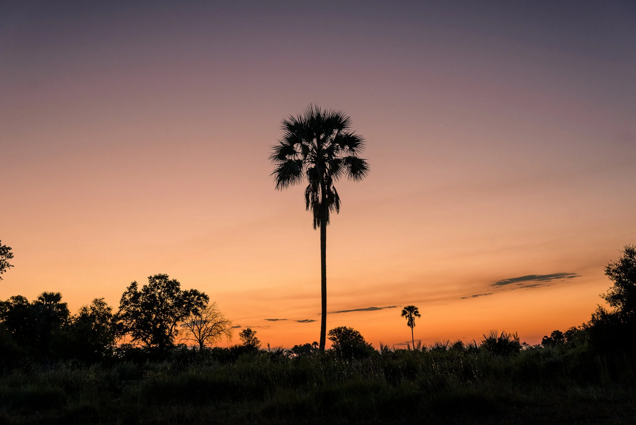 Palm Tree Silhouette, Botswana