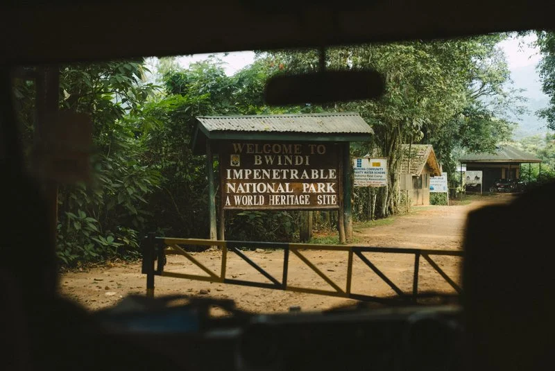 Rainforest Entrance, Bwindi Impenetrable Forest National Park, Virunga Massif, Uganda