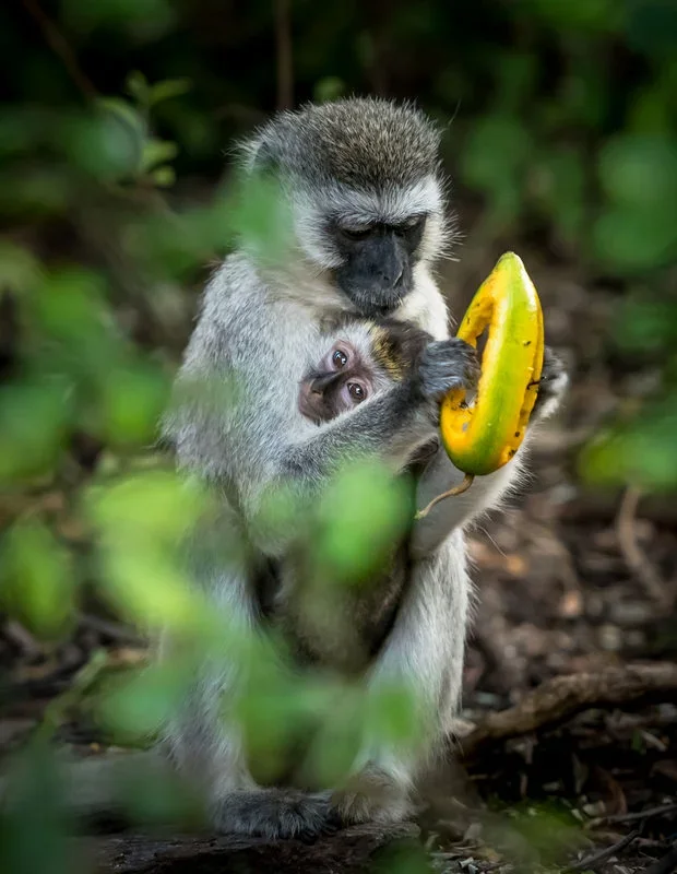 Vervet monkey with its baby eating fruit in the southern Serengeti National Park, Tanzania