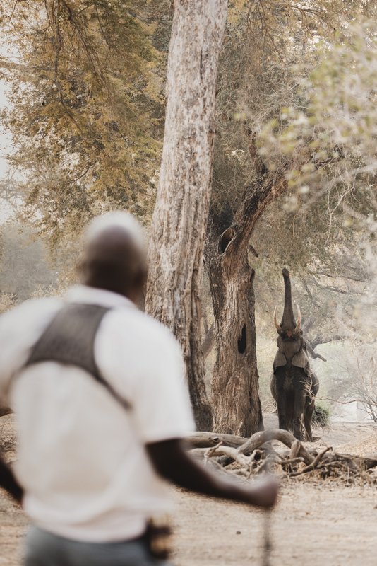 Elephant on Walking Safari, Mana Pools National Park, Zimbabwe