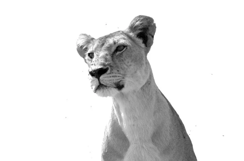 Lioness on the lookout in Tarangire National Park, Tanzania.