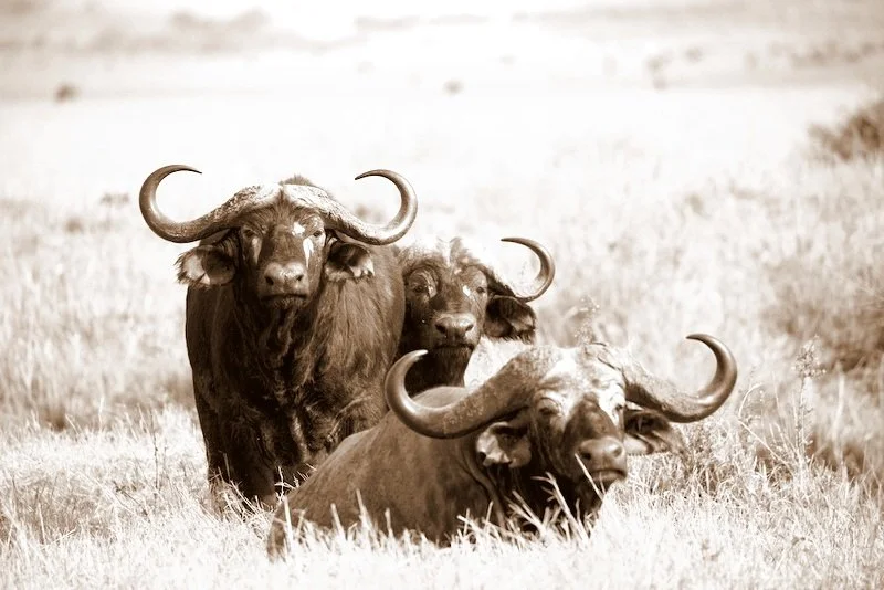 Black-and-white image of three large buffalo bulls huddled together, looking at the camera in Serengeti National Park, Tanzania