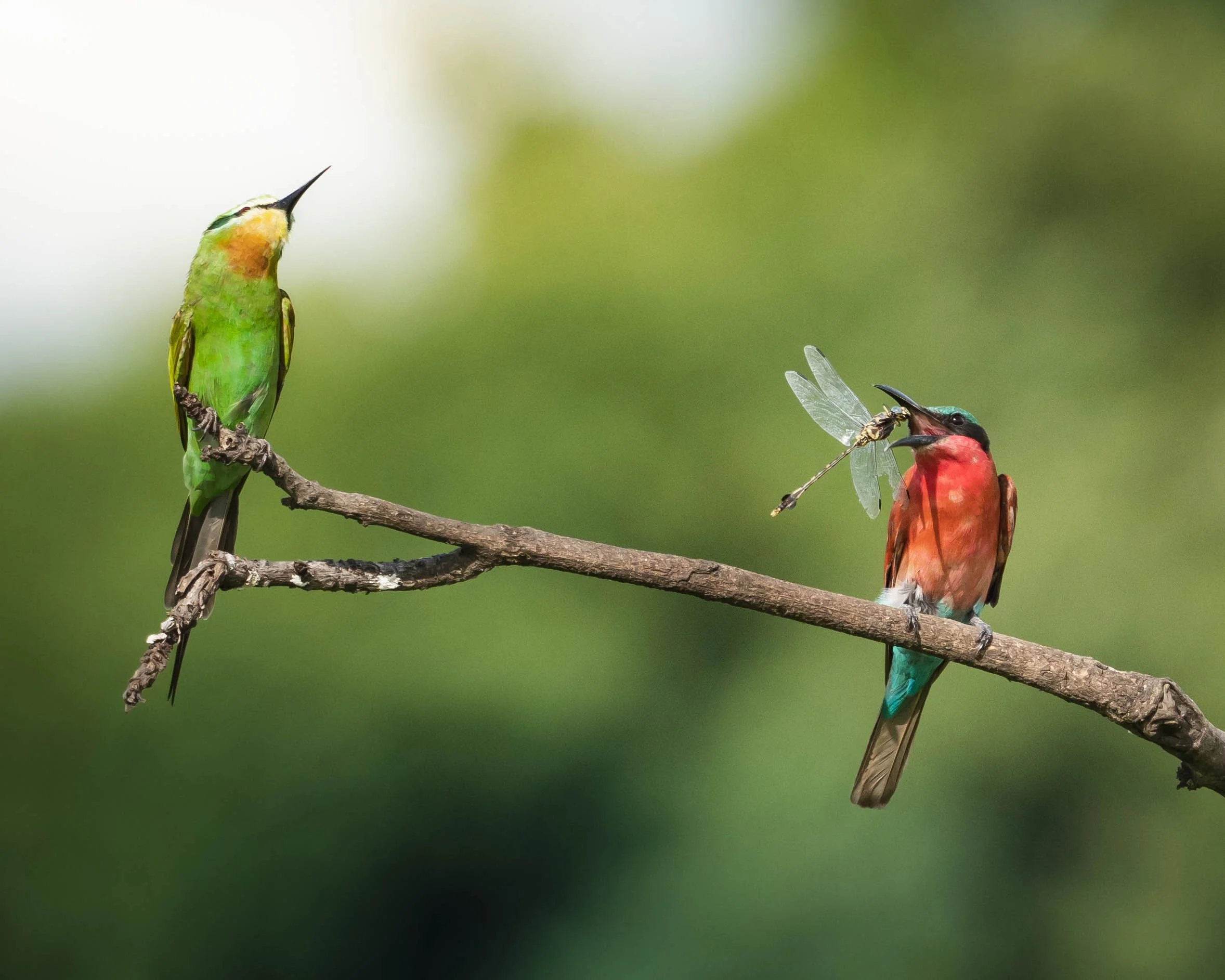 Two bee-eaters catching termites in Liwonde National Park, Malawi
