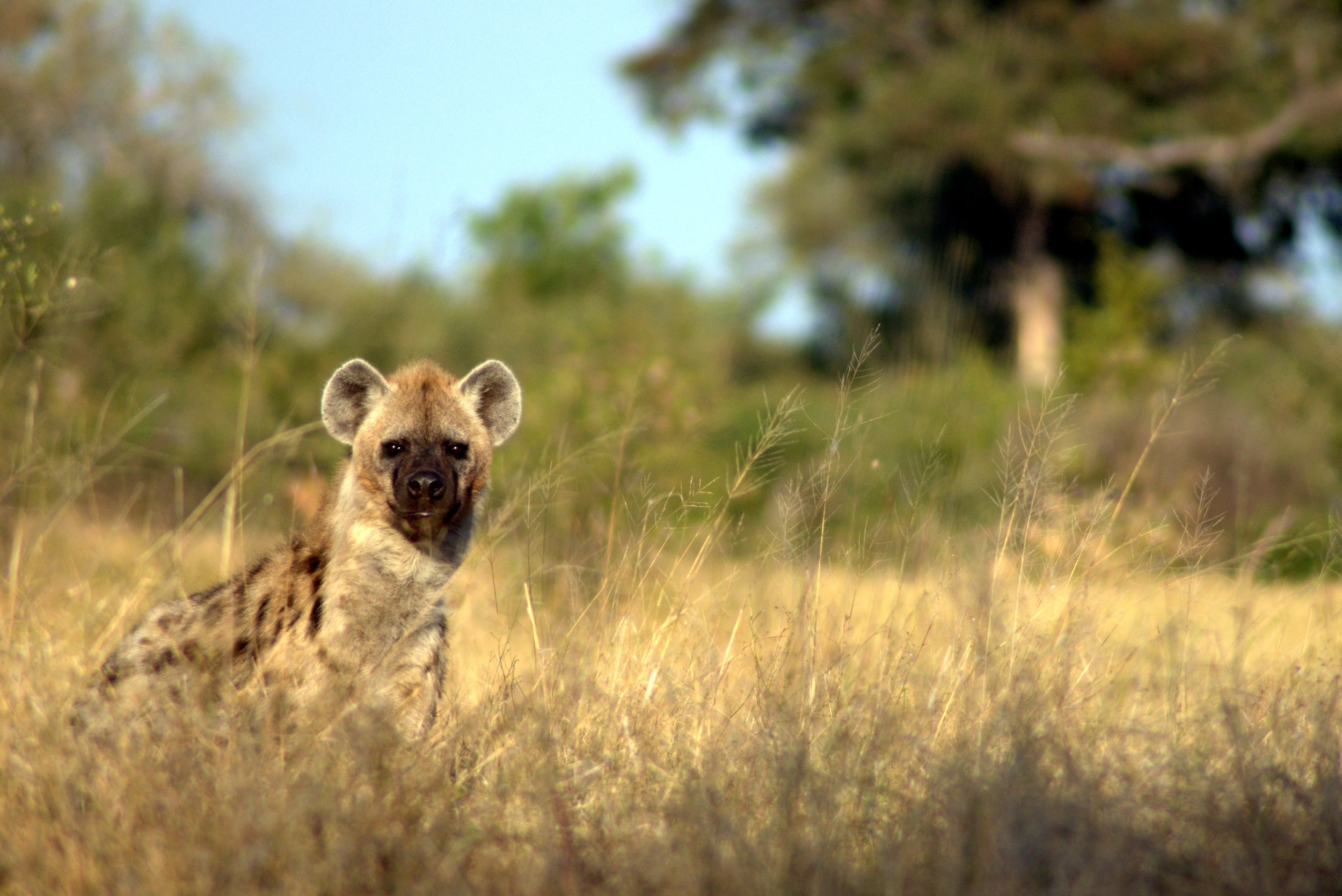 Spotted hyena emerging from the tall grass in Linyanti, Botswana