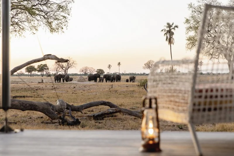 Elephants from Lodge, Zimbabwe