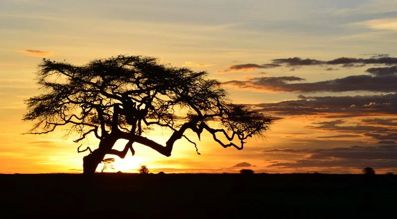 Sunset through an African Acacia in Tanzania
