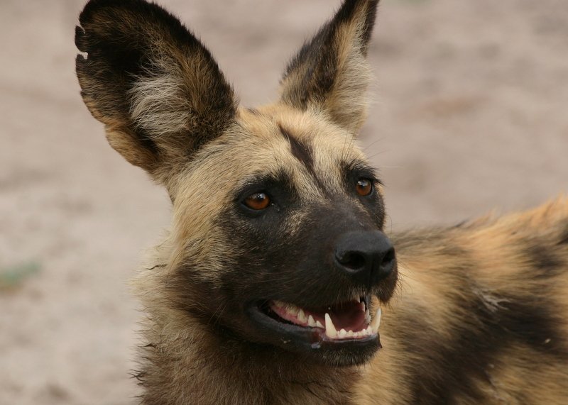 close up of an African Wild Dog