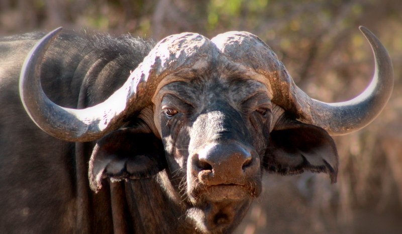 African Buffalo, Mana Pools National Park, Zimbabwe, observed on safari with African Footprints