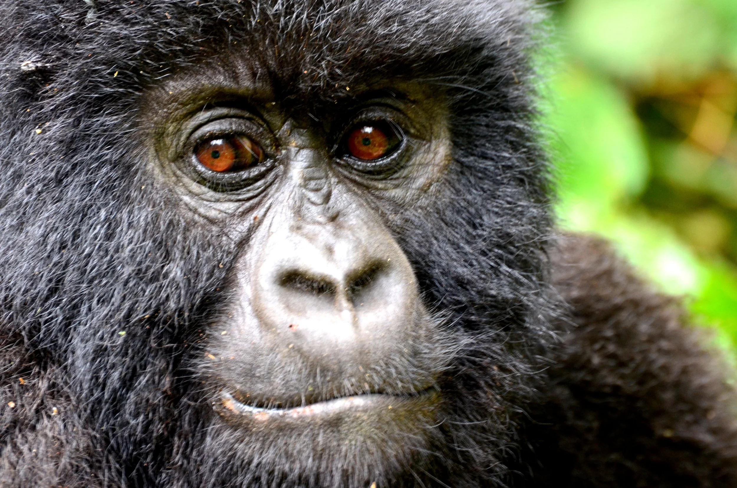 Smiling endangered baby silverback mountain gorilla in the Virunga Massif, Uganda