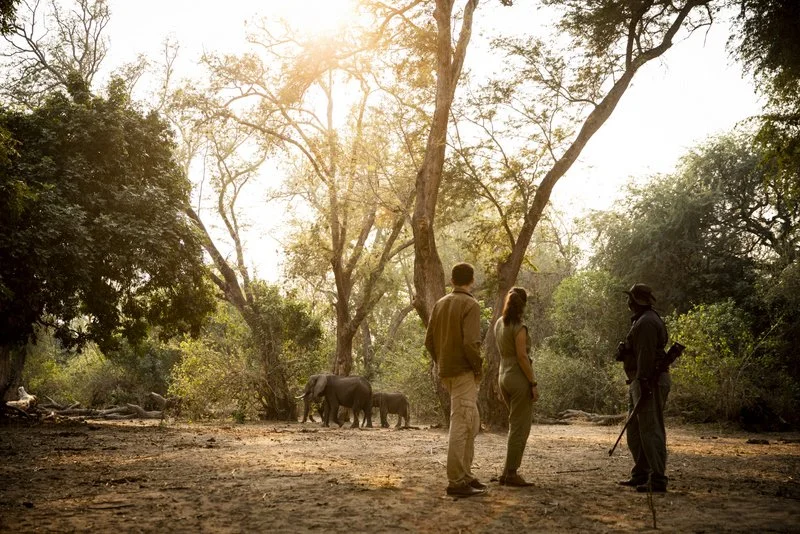 Elephants on Game Walk, Mana Pools National Park, Zimbabwe