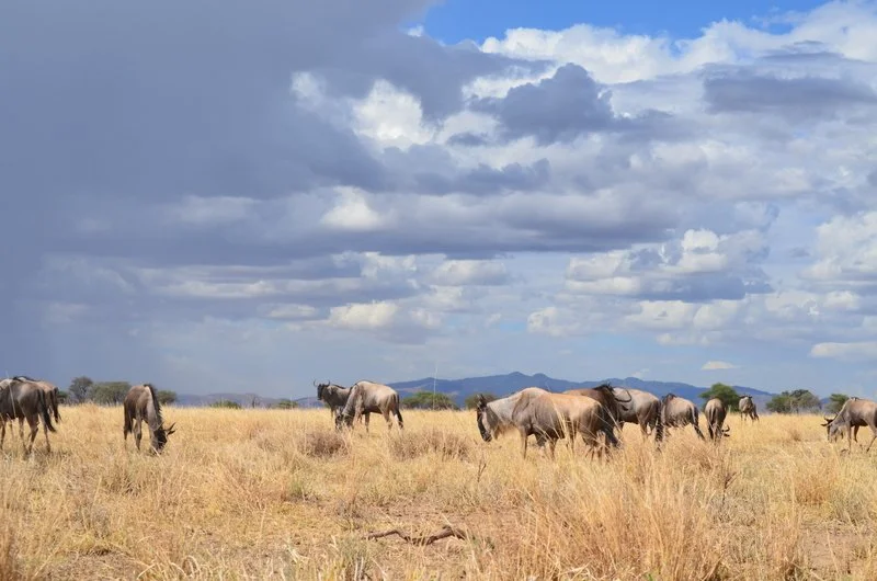 Wildebeest Grazing, Kenya