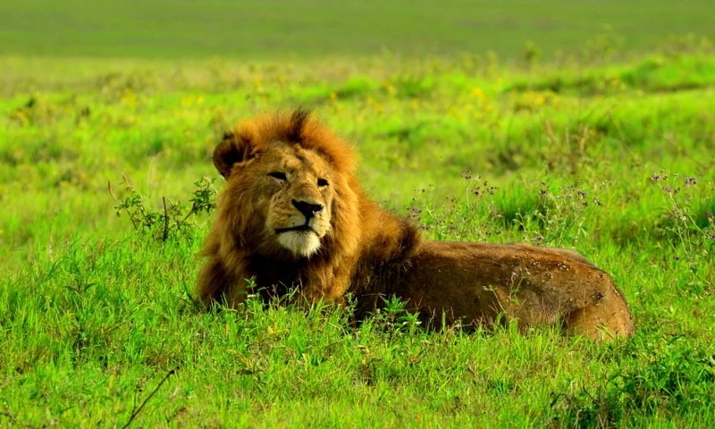 Wind blowing through a lion’s mane in Serengeti National Park, Tanzania