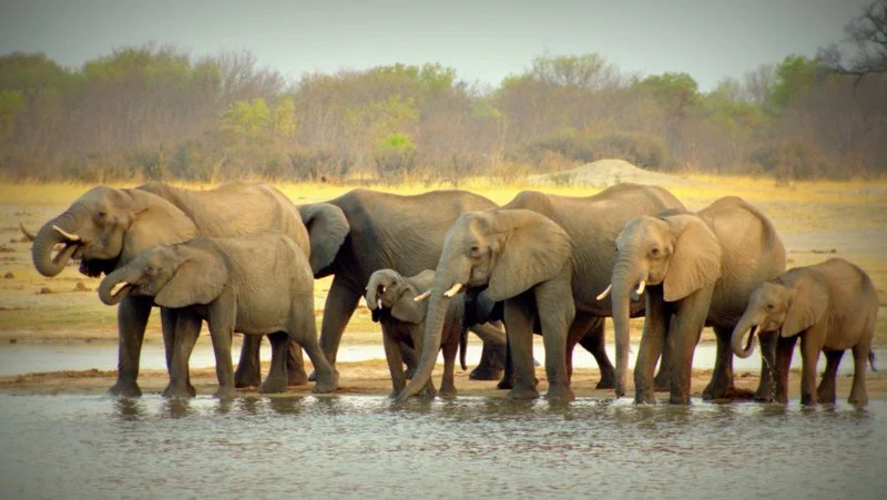 African elephants drinking at a waterhole in Hwange National Park, Zimbabwe, observed on safari with African Footprints.