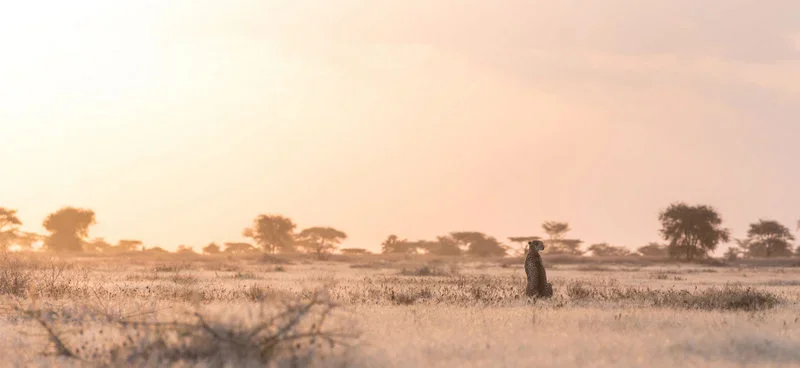 Cheetah, Kenya