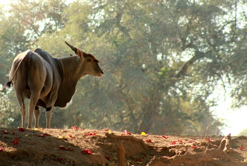 Eland, Mana Pools National Park, Zimbabwe