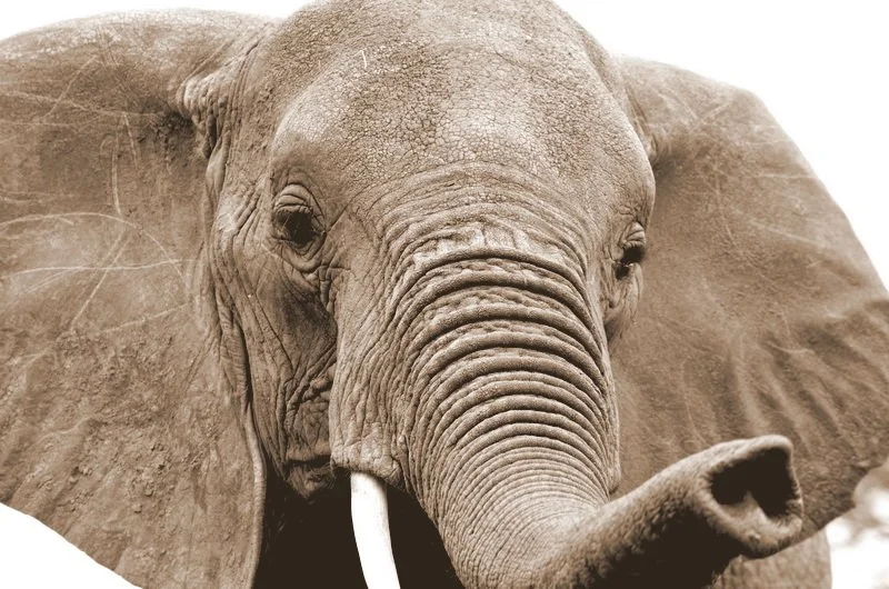 African Elephant close up