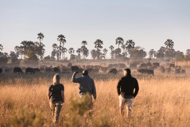 Two young guests on a guided African bush walk approaching a buffalo herd