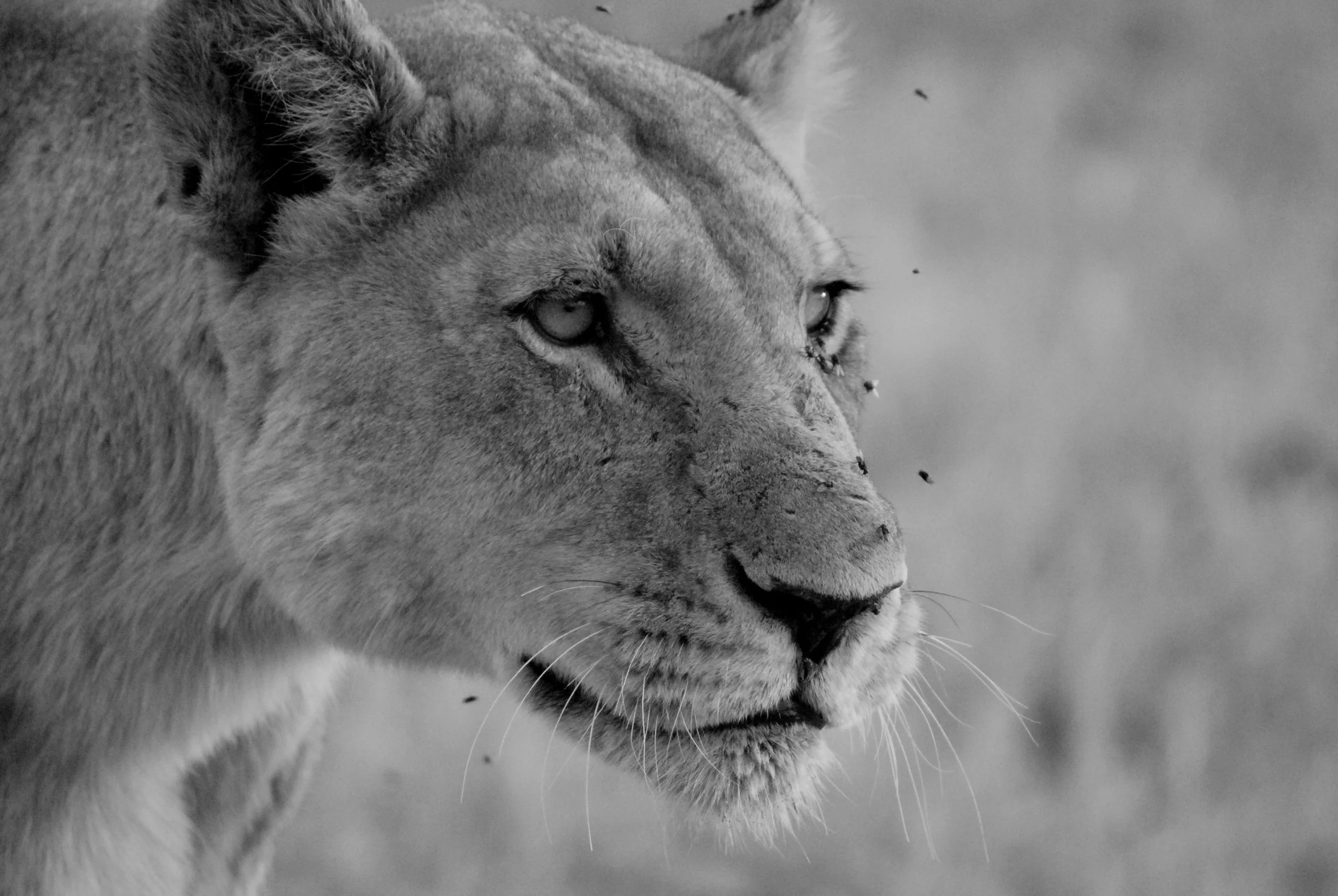 Lioness focused on her next move in Linyanti, Botswana
