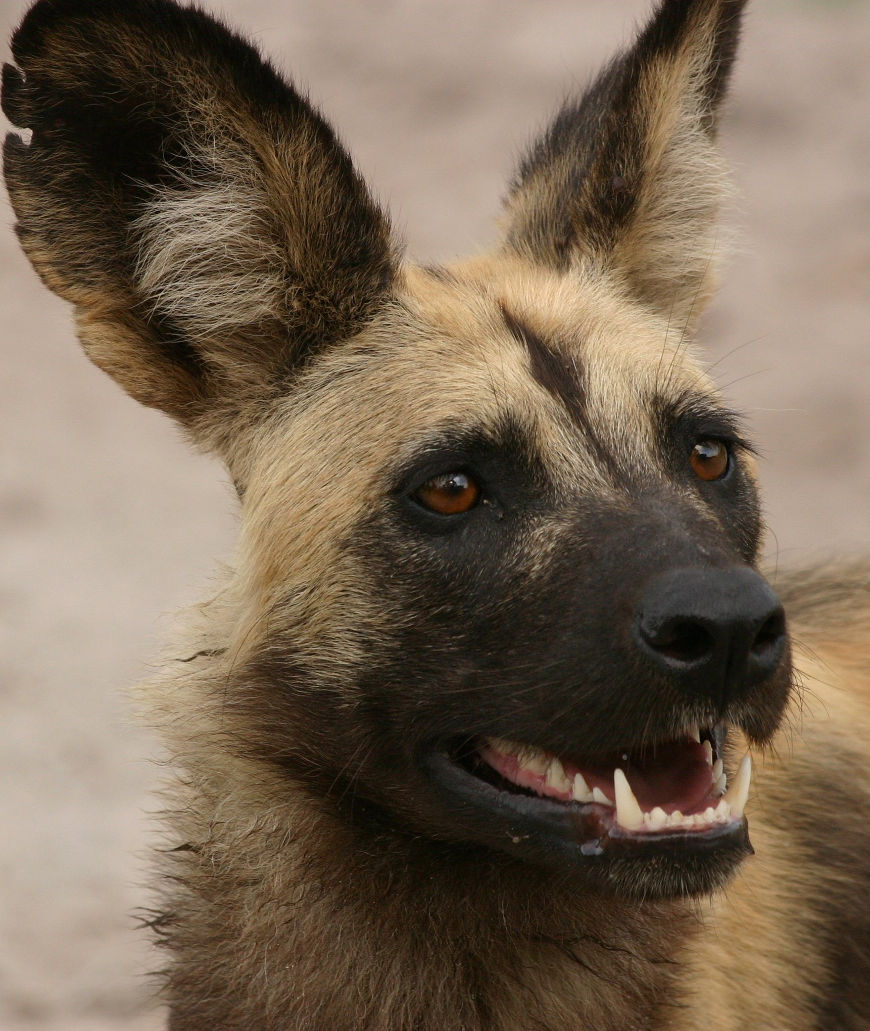 African Wild Dog on the lookout in Savuti, Botswana