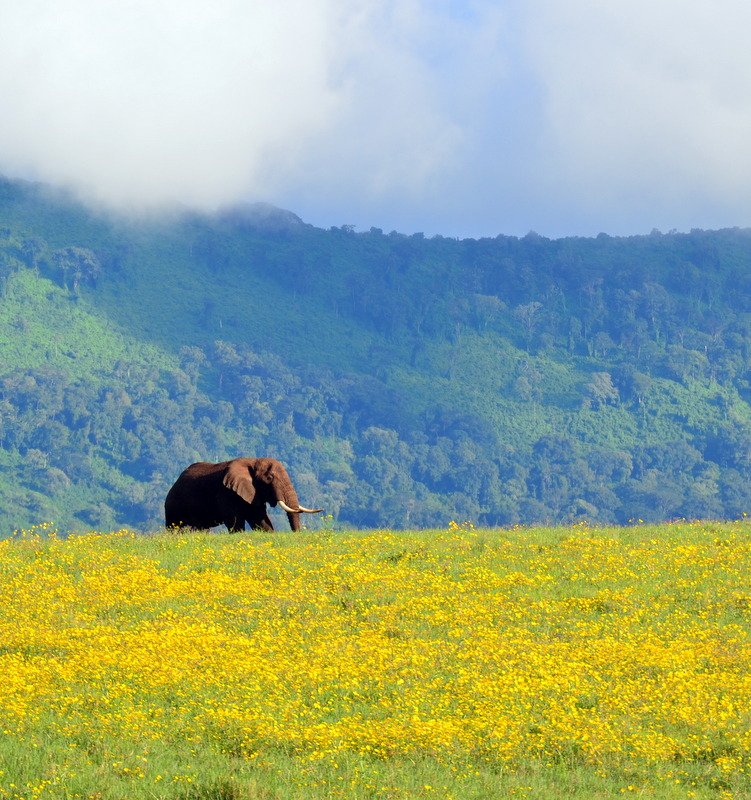 Large elephant walking through a field of yellow flowers inside the Ngorongoro Crater, Ngorongoro Conservation Area, Tanzania
