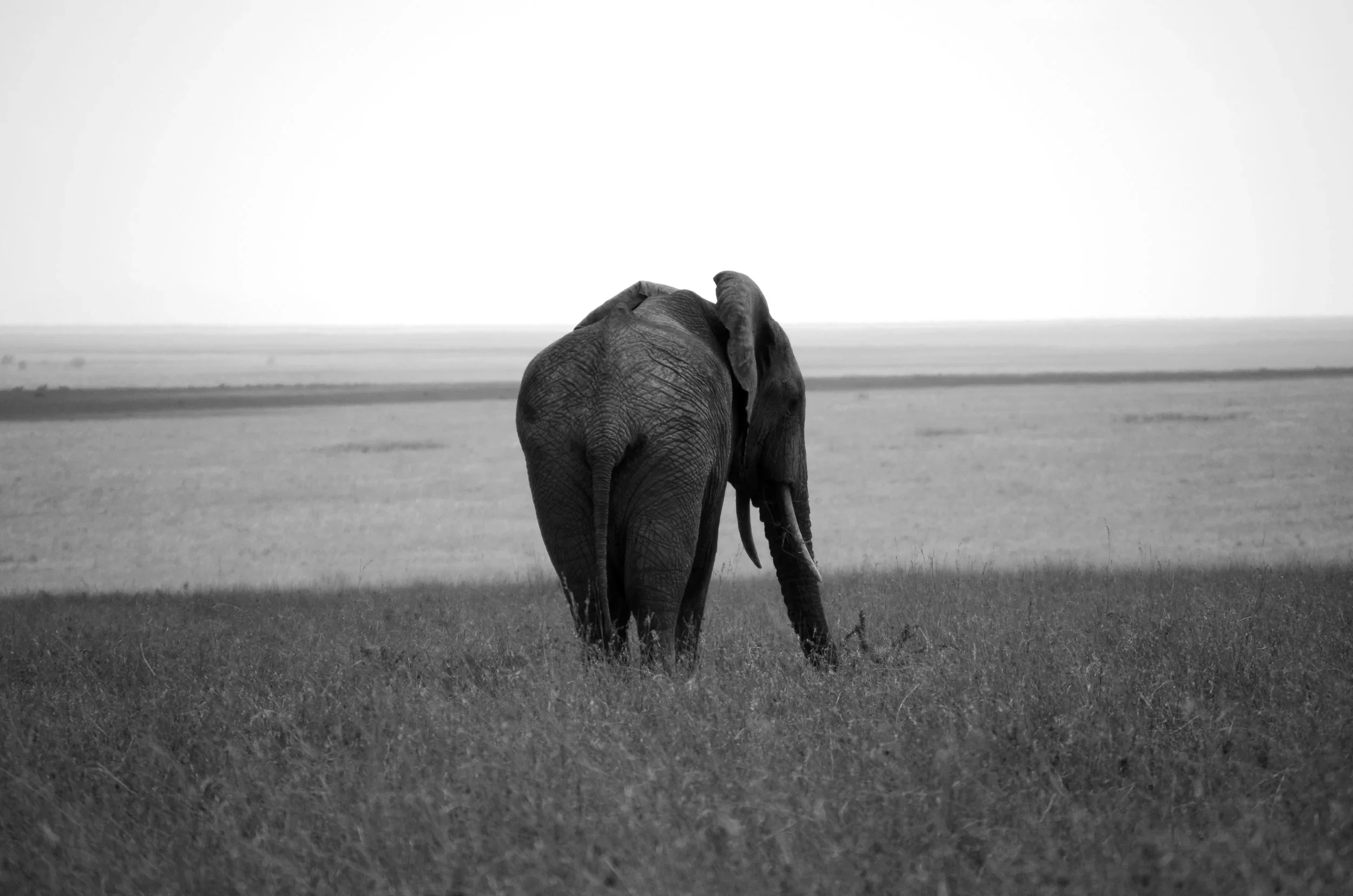 Black-and-white rear view of an elephant grazing in the southern Serengeti National Park, Tanzania