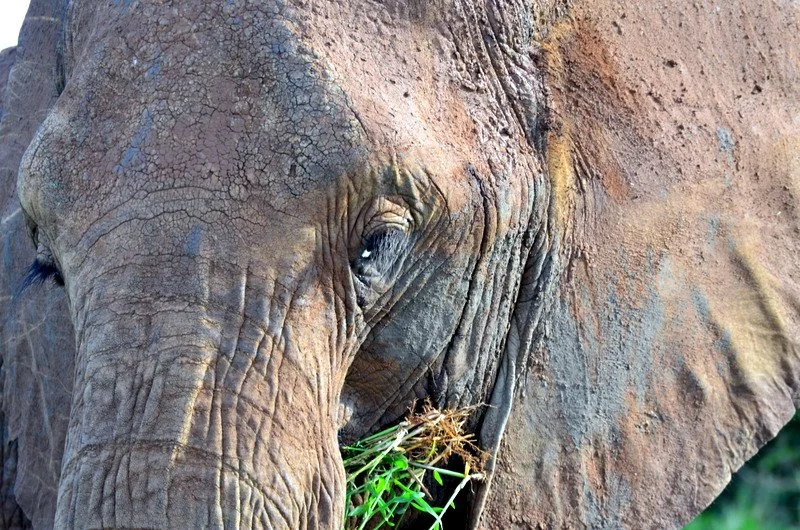 Elephant, Kruger National Park, South Africa