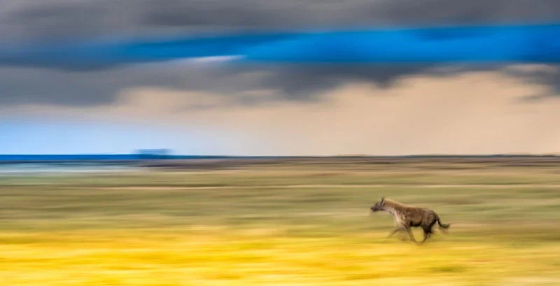 Hyena on the Run, Kenya, 
African Footprints