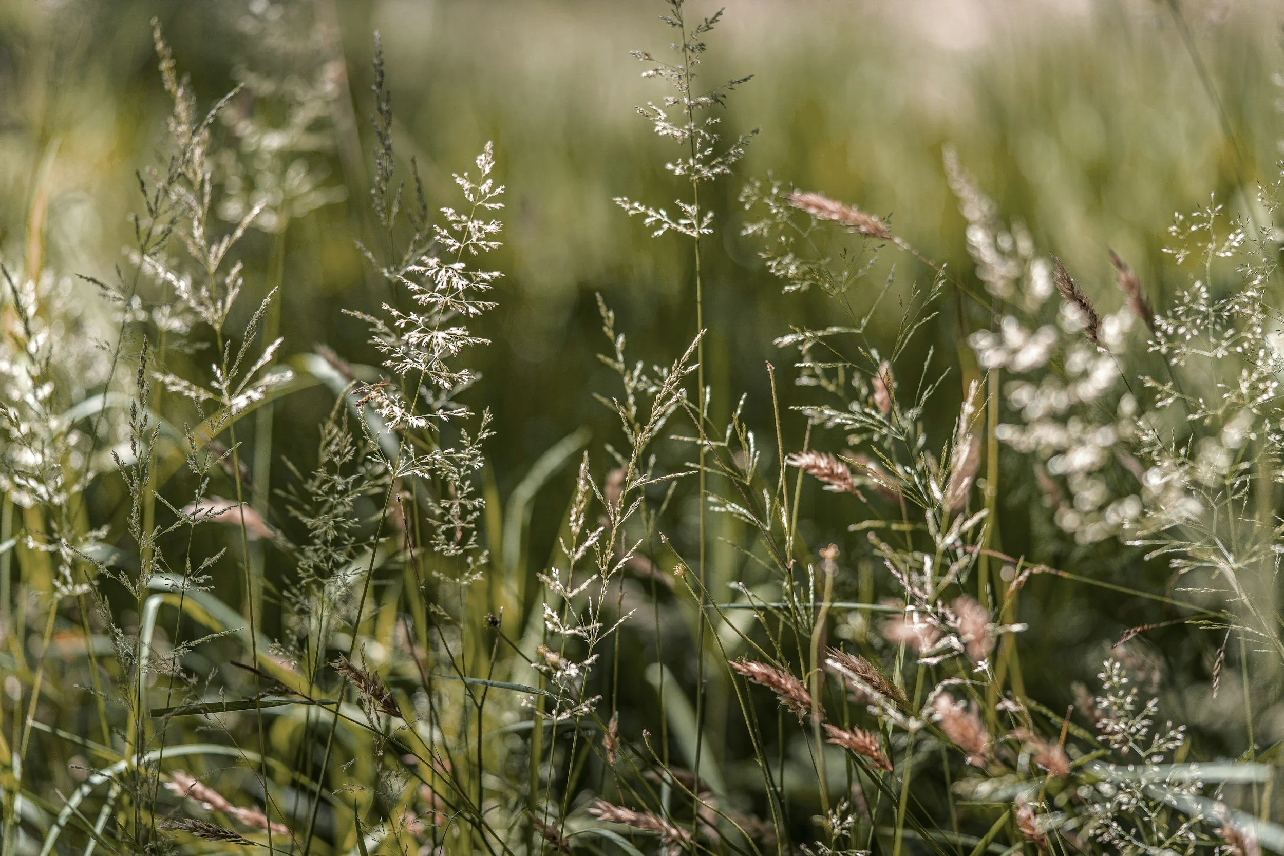 Close-up of tall grasses and wild plants in a natural setting, with soft sunlight filtering through.