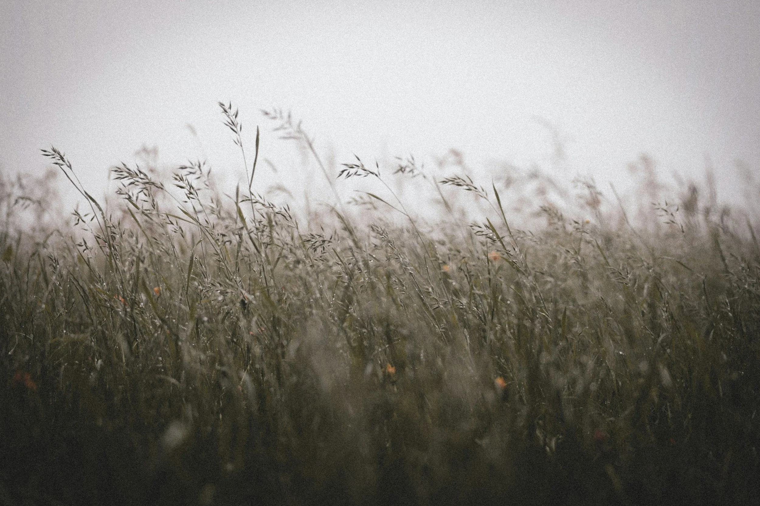 Grassy field with tall, slender grass stalks and a pale, overcast sky in the background.