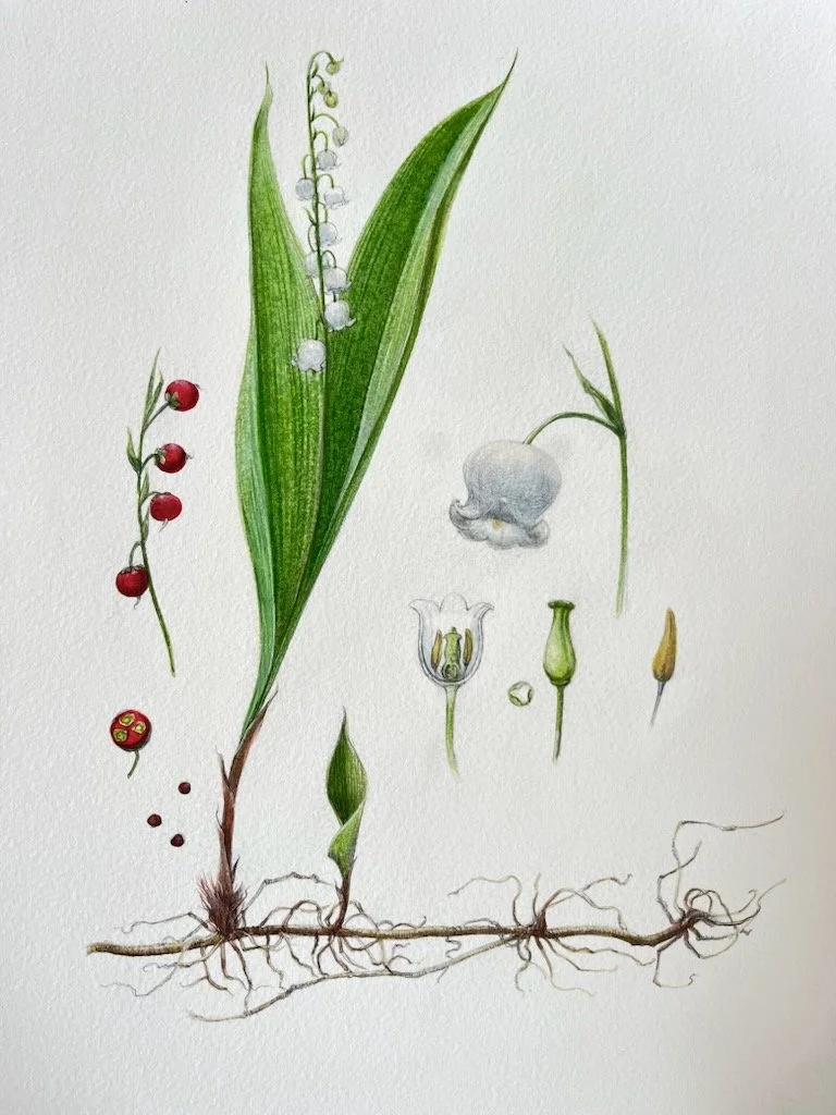 Planche botanique montrant un brin de muguet avec son système racinaire (rhyzome), ses feuilles, ses fleurs (les clochettes) et ses fruits (les baies). Nom botanique du muguet : Convallaria majalis