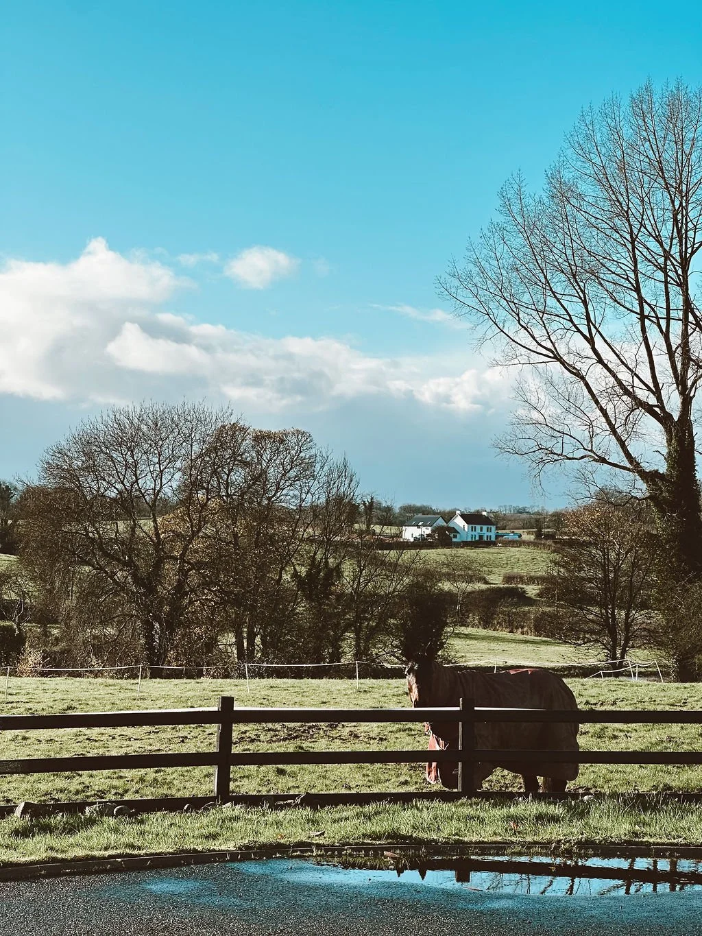 Hurdler the resident horse in the countryside fields of Maine House Galgorm. A countryside bed and breakfast in Galgorm