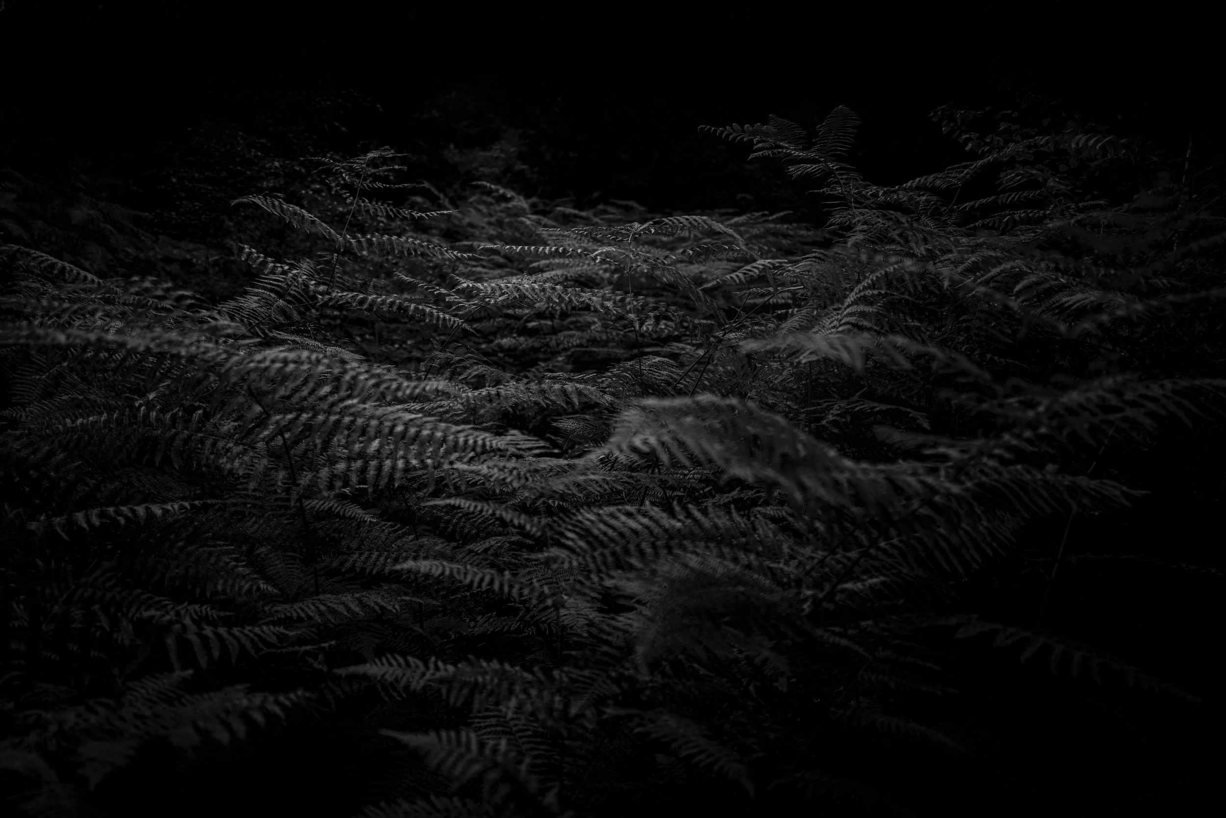 L1031686.jpg
