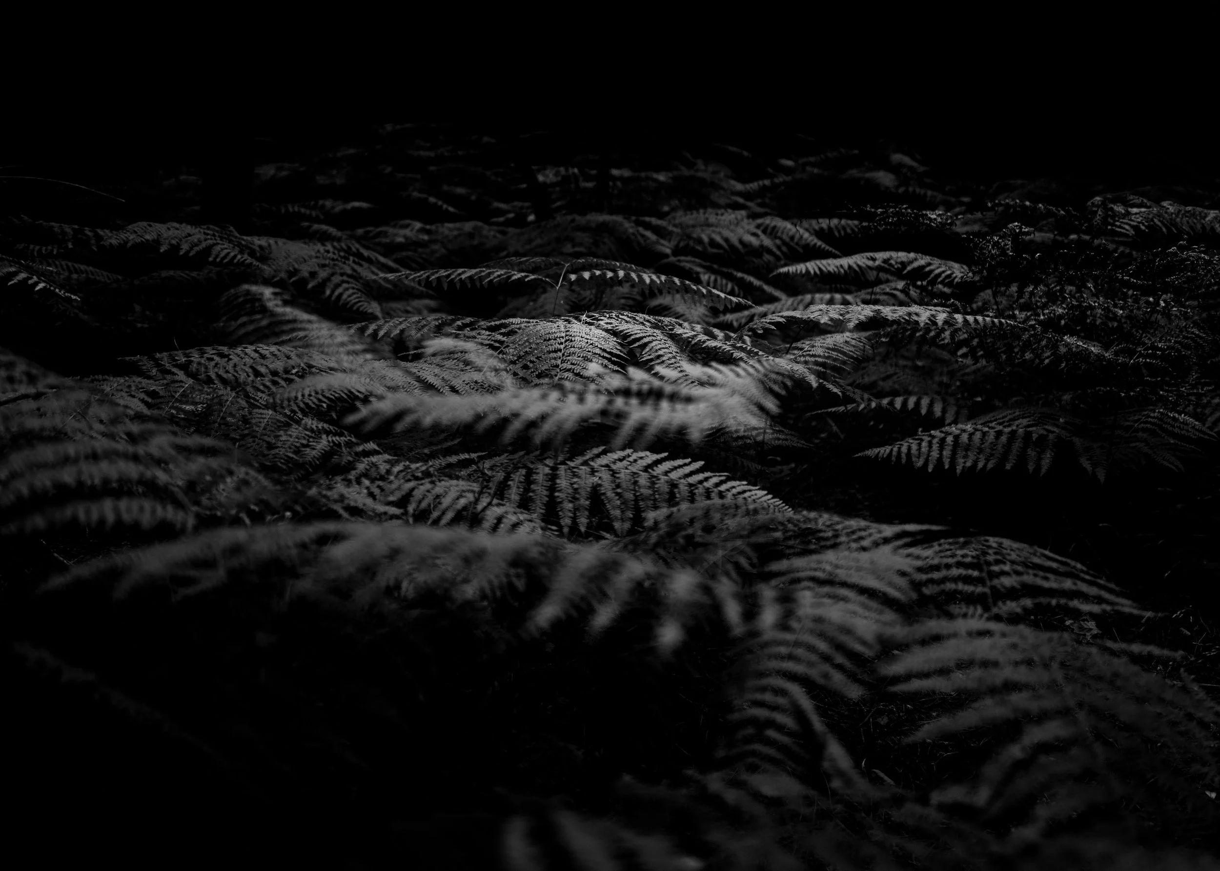 L1031698.jpg