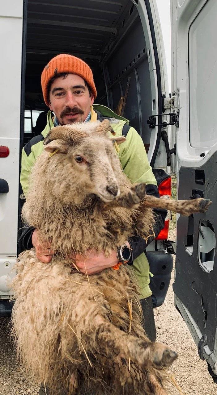 Paul Bastien et les moutons pour travailler les vignes en bio, Champagne Petit Clergeot, Côte des Bar, France.