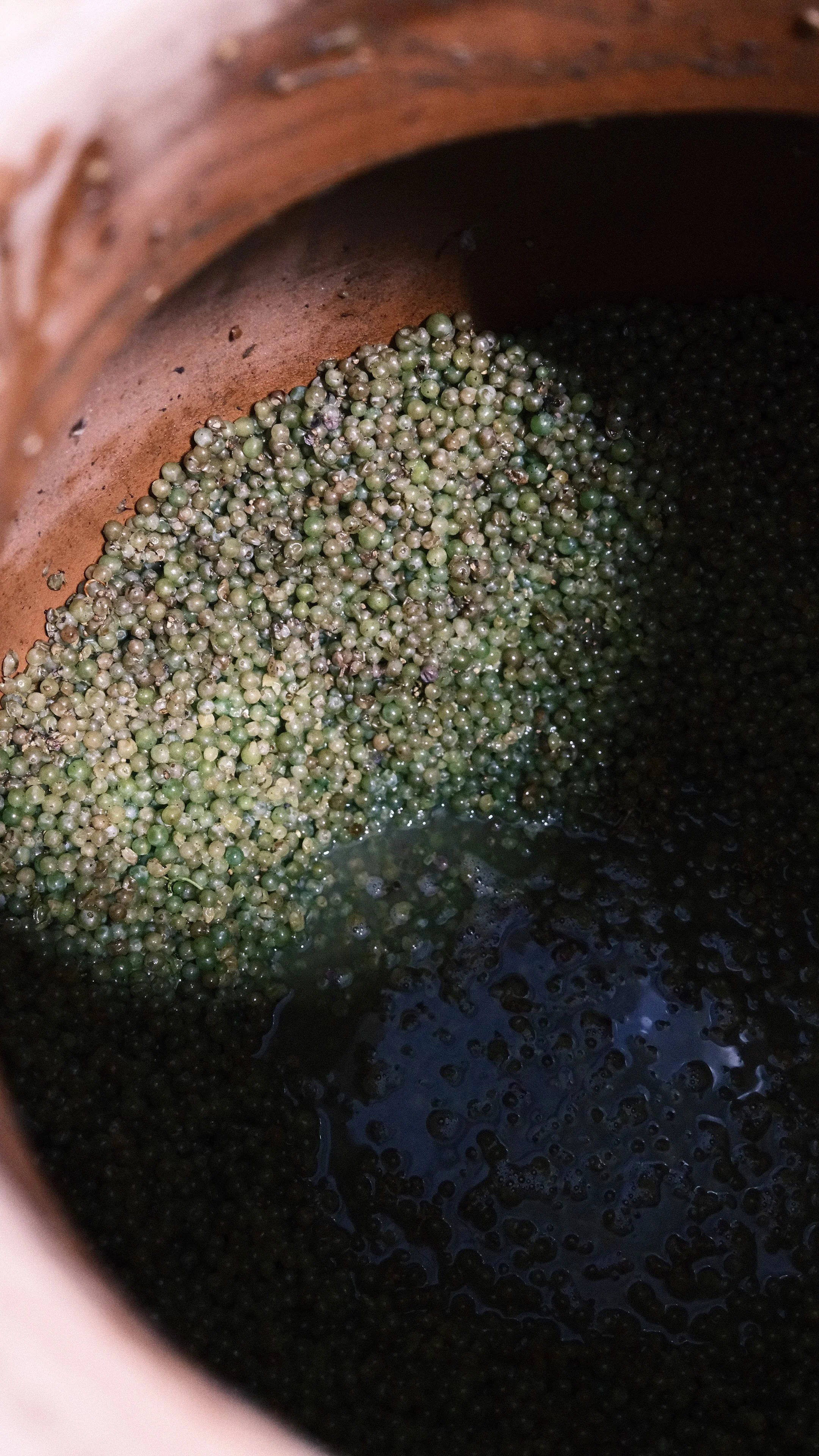Gros plan de raisins lors des vendanges en Champagne, France.