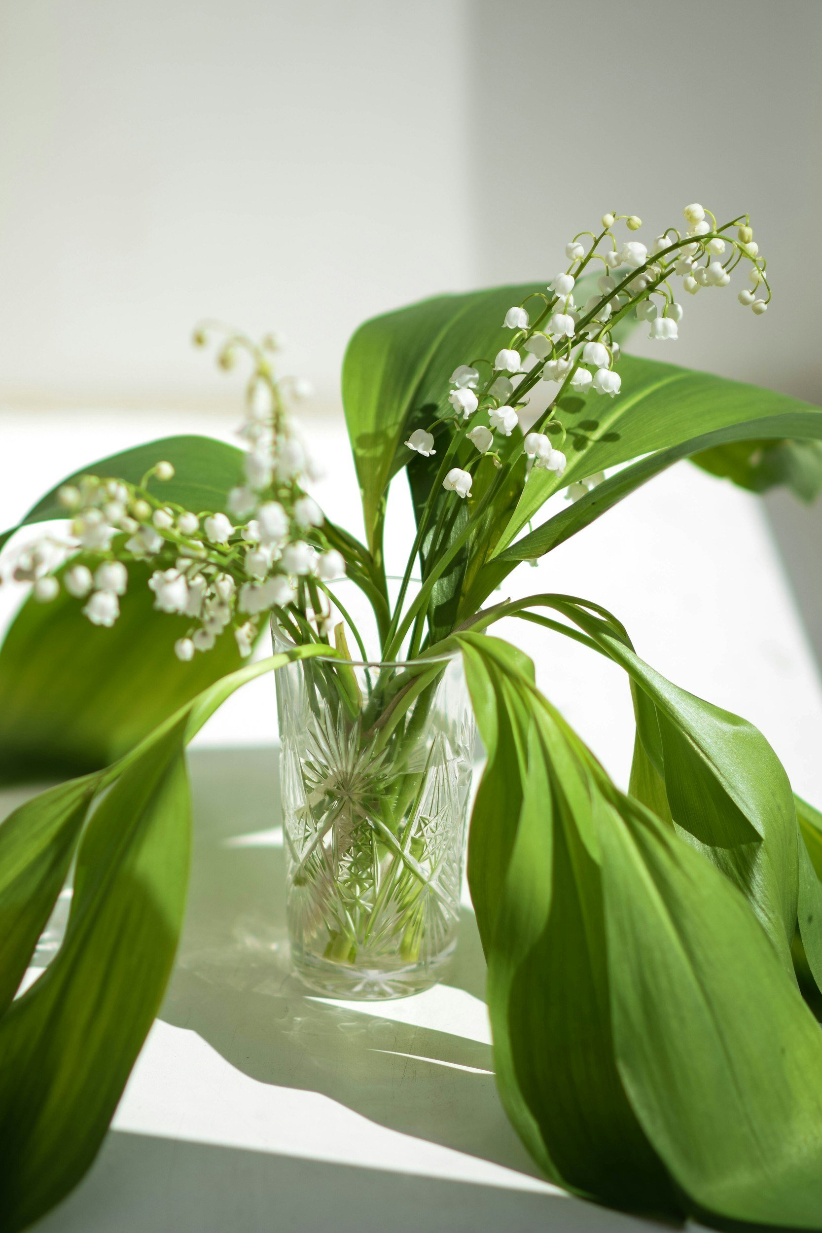 A glass vase with lily of the valley flowers and large green leaves on a white surface, with sunlight casting shadows.